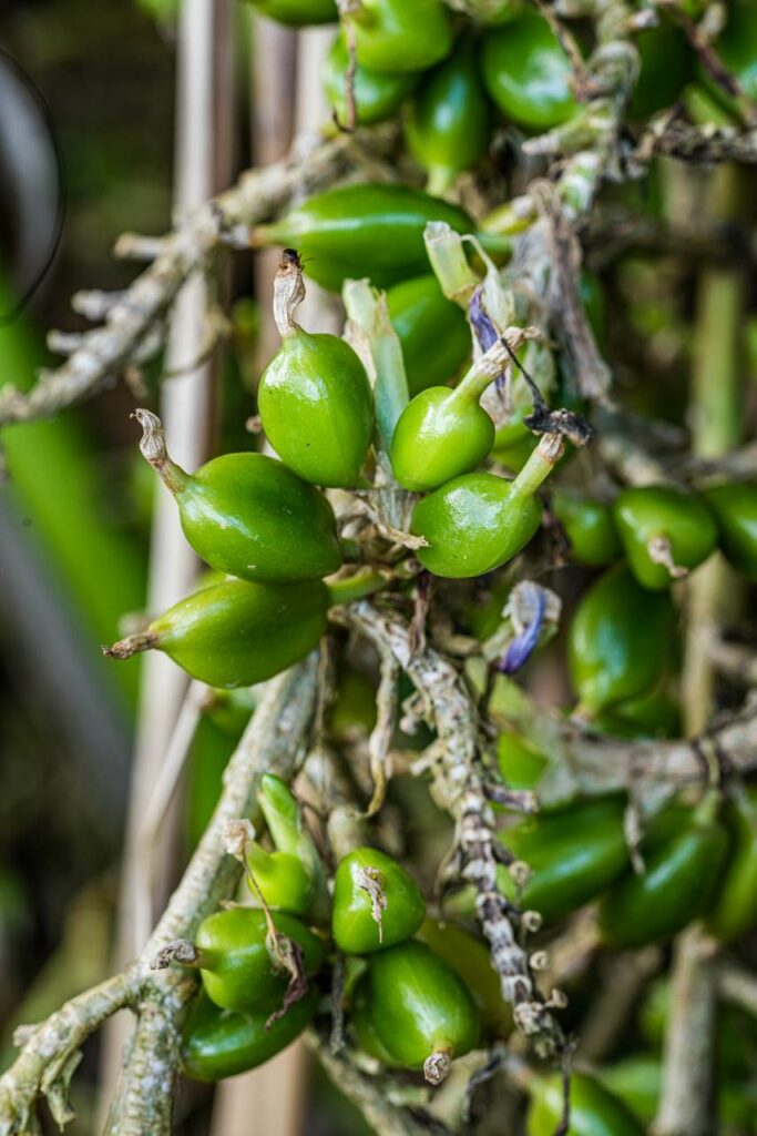 Guatemala